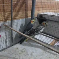 عروس هلندی