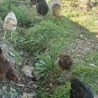 مرغ وخروس محلی