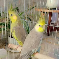 عروس هلندی با قفس