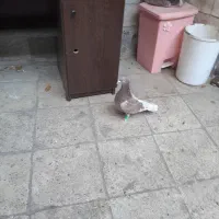 یک عدد نر پلاکی گردن کلفت