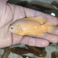 اسکار خوشرنگ|ماهی|مشهد, دوست آباد|دیوار