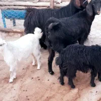 ۱۰راس بز نژاد گلچین دوقلو کردی|حیوانات مزرعه|هلیلان, |دیوار