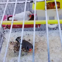 پرنده نر و ماده
