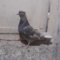 جوجه کفتر