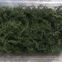 شوید خشک پفکی خانگی و معطر