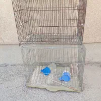 قفس جای قناری|لوازم جانبی حیوانات|شاهین‌شهر, شهرک ردانی پور|دیوار