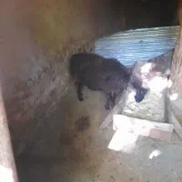 یک راس میش