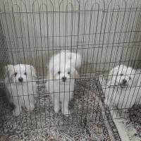 فروش توله سگ