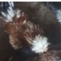 خروس کاکلی پاپری نژاد دار