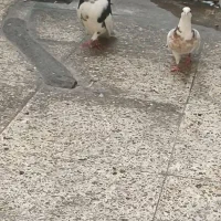 کفتر یال و طوقی