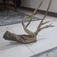 چوب اکواریوم