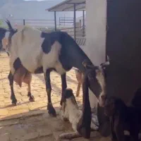 بز پاکستانی گوش بلند ۲قلو دار پر شیر