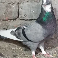 کبوتر