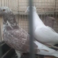 سه عدد کبوتر یکجا|پرنده|تهران, پرستار|دیوار