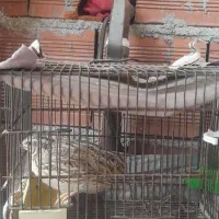 بلدرچین آواز خوان جوان