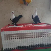 کبوتر|پرنده|دزفول, |دیوار