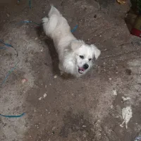 ارزش نداره ولی خوب ماله کسی بود پیشم بود گوم شده|حیوانات|شوشتر, |دیوار