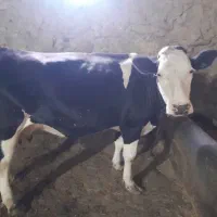 گاو هلشتایین