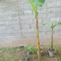 نهال درخت موز
