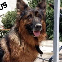 سگ وارداتی ژرمن ماده|سگ|تهران, اکباتان|دیوار