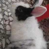 دو عدد خرگوش بالغ لپ دونه ای ۵۰۰