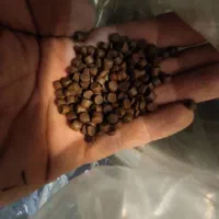 غذای ماهی آب شیرین|ماهی|اصفهان, سروستان|دیوار