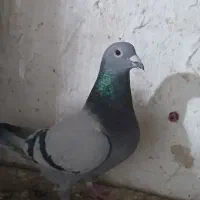 ۳تا ماده مسافتی