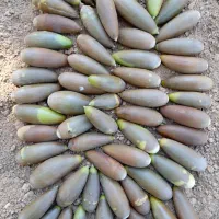 بلوط تحویل شیراز و حومه