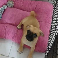 سگ پاگ‌ماده ۴ماهه