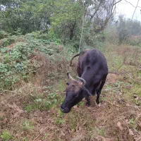 گاو چالوسی به همراه ورزا کوله|حیوانات مزرعه|رشت, رودباری|دیوار