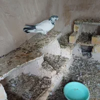 کبوتر پرشی