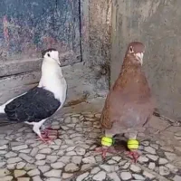 کبوتر|پرنده|خاش, |دیوار