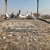 کبوتر|پرنده|محمدیه-قزوین, |دیوار