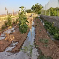 باغچه  حدودا ۲۰۰ متری در رو ستای شاه ابراهیم سیرو|فروش زمین و ملک کلنگی|قم, شاه ابراهیم|دیوار