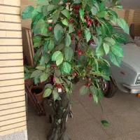 درخت گیلاس مصنوعی