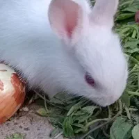 بچه خرگوش ۳ماهه|موش و خرگوش|اسلامشهر, شهرک قائمیه|دیوار