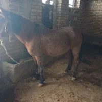 اسب پالانی|اسب و تجهیزات اسب‌سواری|جوانرود, |دیوار