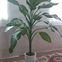 گل دیفن باخیا ۹۰۰ تومان