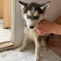 توله سگ|سگ|مشهد, استاد یوسفی (شهرک غرب)|دیوار