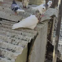 تعدادی طوقی نر و ماده وجوجه|پرنده|کرج, دولت‌آباد|دیوار