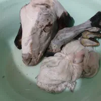 کله پاچه..بره