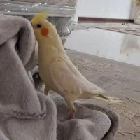 عروس هلندی ماده