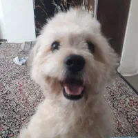 پودل مالتیز 11ماهه قیمت ۱ ملییون