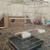 قفس بزرگ طوطی سانان|لوازم جانبی حیوانات|اردکان, |دیوار