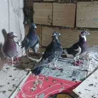 کفتر پلاکی مسافتی