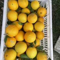 پرتقال تامسون شیرین آبدار|عمدهفروشی|زرگرشهر, |دیوار