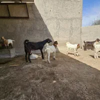 کهره دورگ بوئر