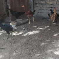 جوجه محلی دورگ