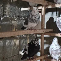 کبوتر فروشی|پرنده|زنده رود, |دیوار