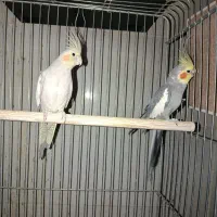 عروس هلندی جفت و تک